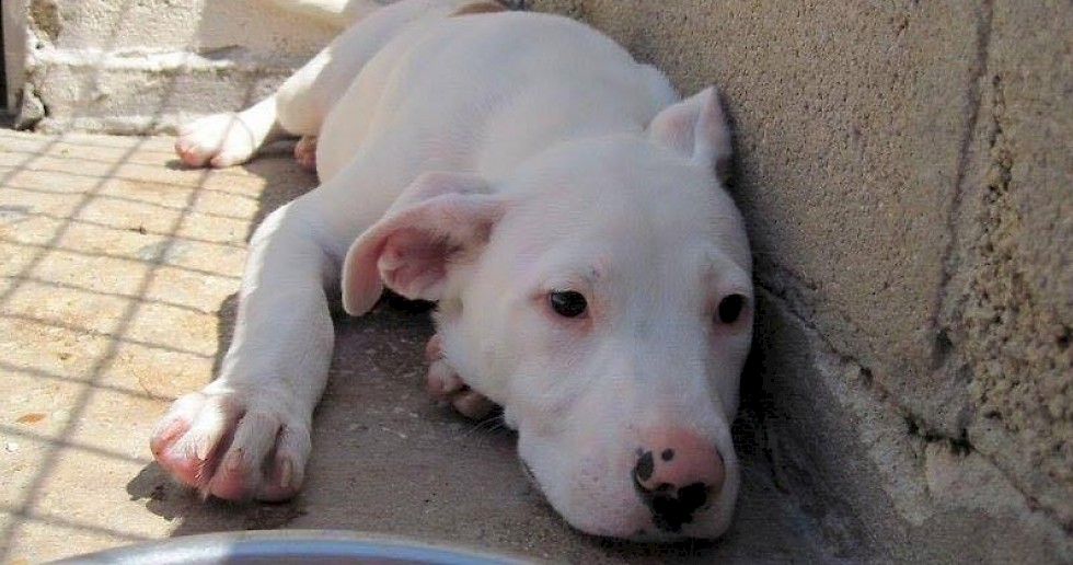 Modern Dog Blog hilft:  Notfall Odie      ( Dogo Argentino Mix) sucht dringend ein Zuhause
