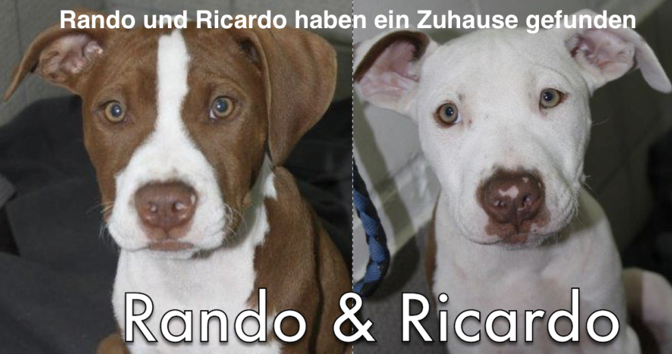 Notfall !!!!! Rando & Ricardo aus dem illegalen Welpenhandel